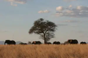 Manada de elefantes en Meru.