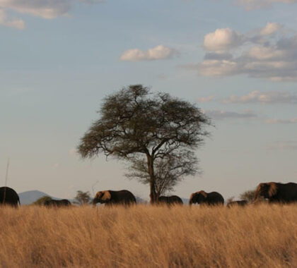 Big-Elephant-Herd-in-Meru-NP