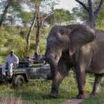 Safari.