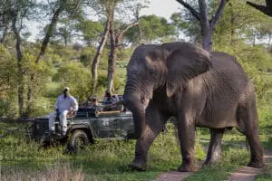 Safari.