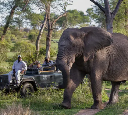 Safari.
