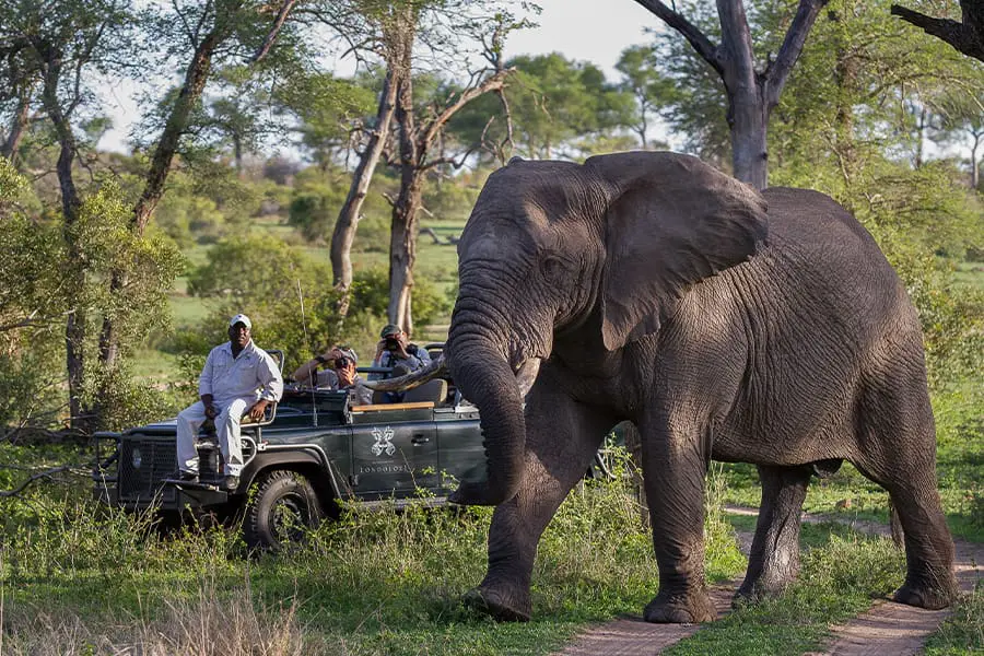 Elephant sighting in Londolozi Game Reserve, South Africa | Go2Africa