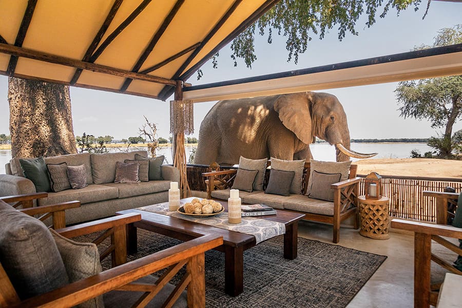 An elephant walks past the main area of Old Mondoro Camp in Lower Zambezi National Park, Zambia.