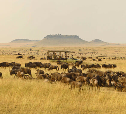 Spreading out across fresh pastures, the herds fill the savannah landscape.