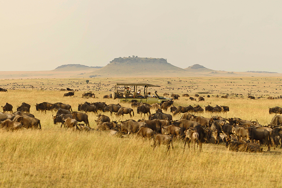 Spreading out across fresh pastures, the herds fill the savannah landscape.