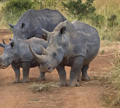 Rhino River Camp - Rhinos