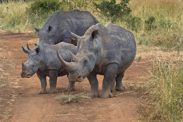 Rhinos.
