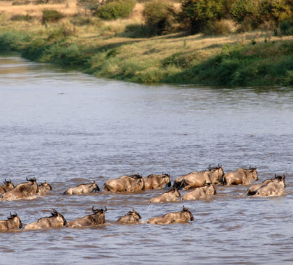 At rivers, the herds crossing points, looking for a safe run across.