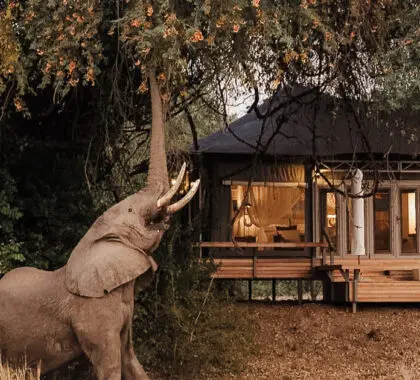 19 Mejores Lodges y Campamentos de Safari en Zimbabue