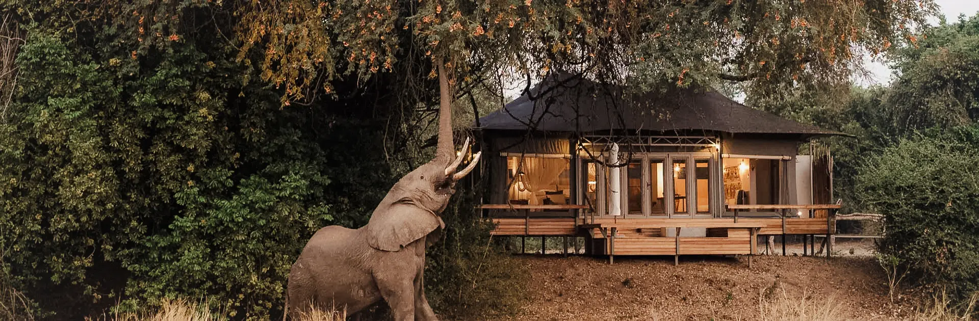 Un elefante se sube a un árbol con un lodge al fondo | Go2Africa