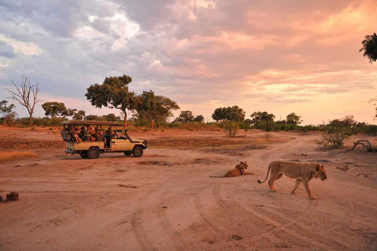 Game drive with Somalisa Camp in Hwange National Park, Zimbabwe.