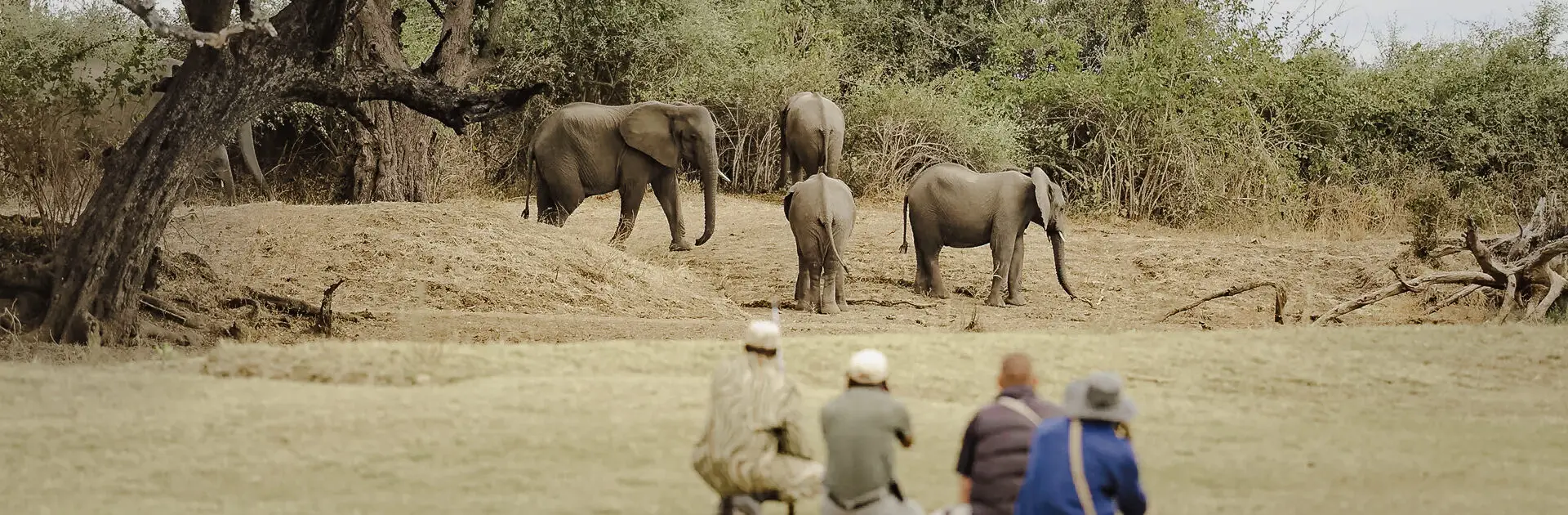 A group out on a walking safari with their guide come across elephants | Go2Africa