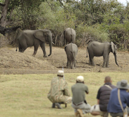 Top 10 Zambia Safari Tours & Trips