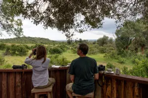 Mirando a los animales cercanos