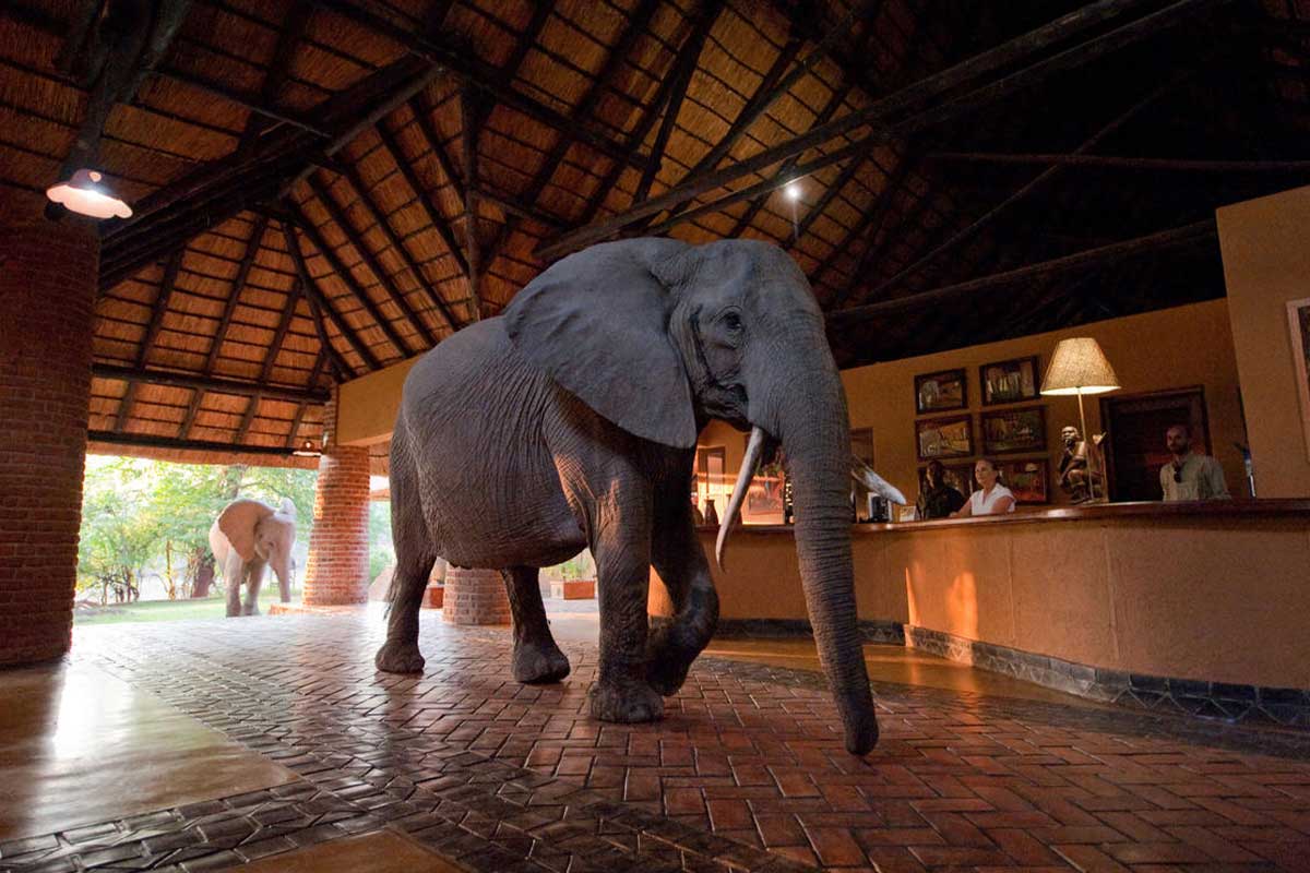 Elephant walking through Mfuwe Lodge's reception in South Luangwa.