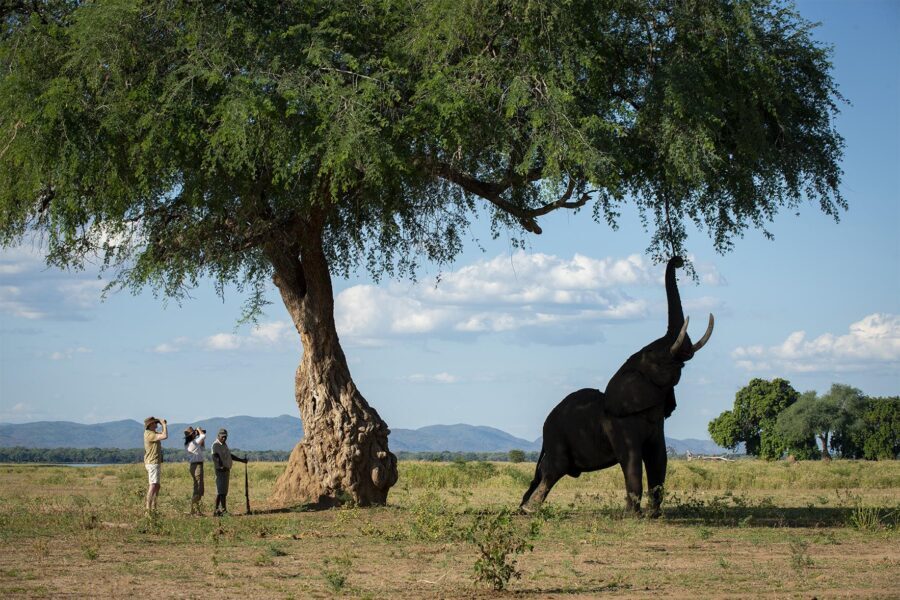 Guests pause on a walking safari with a tracker and watch in awe as just meters away, an elephant reaches its trunk high into a tree for a meal.
