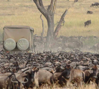 20 Best Places to Stay to See the Wildebeest Migration