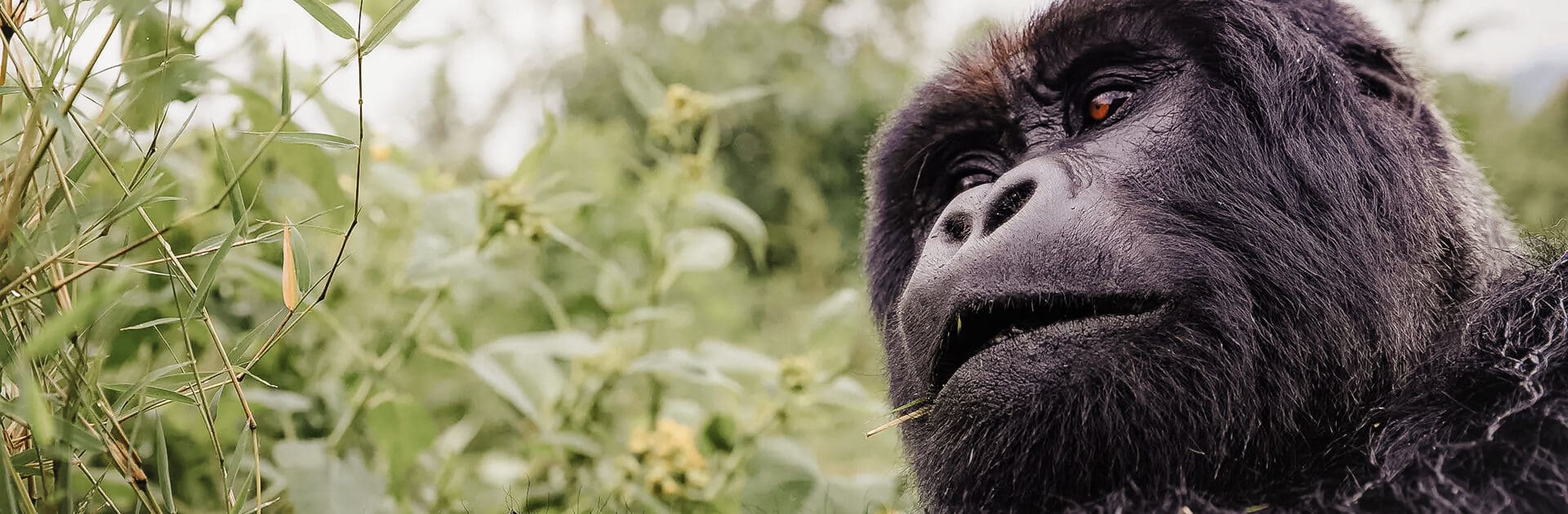 Un gorila observa la escena sentado en una exuberante zona verde | Go2Africa