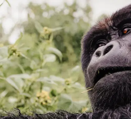 13 mejores lugares para alojarse en un safari por Ruanda