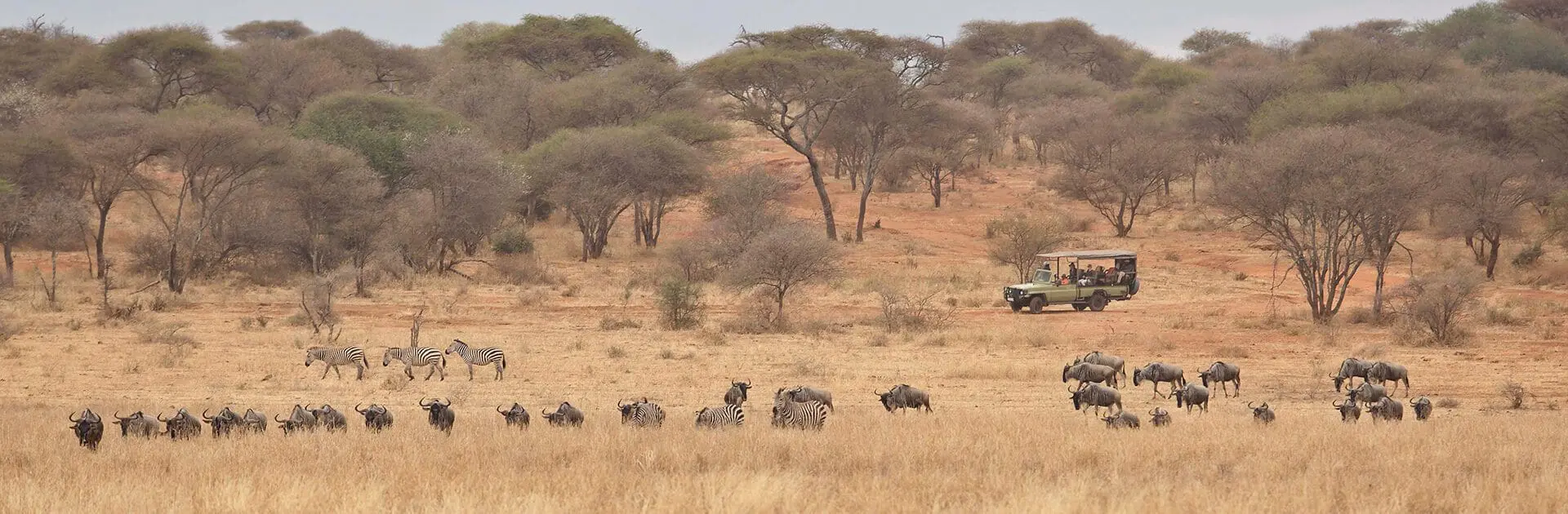 Banner-Olivers-Gioco