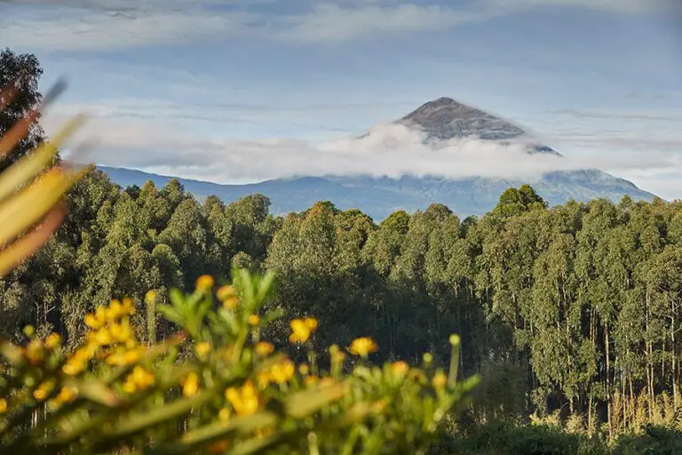 Volcano views.
