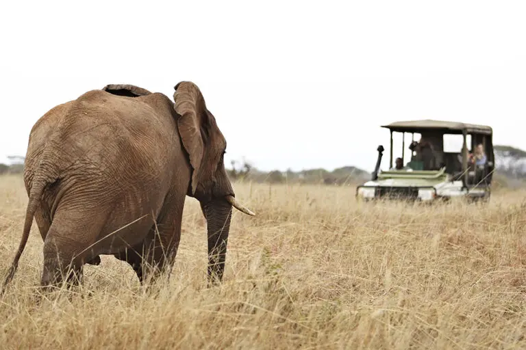oliver-s-game-drive-with-elephants-3