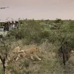 Exceptional wildlife encounters on game drives. 