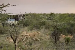 Exceptional wildlife encounters on game drives. 