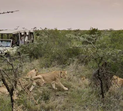 Außergewöhnliche Begegnungen mit Wildtieren auf Pirschfahrten. 