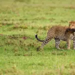 Eccellente osservazione della selvaggina durante tutto l'anno.