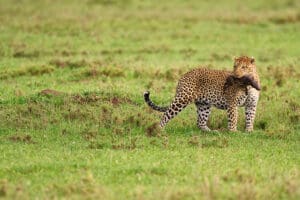 Eccellente osservazione della selvaggina durante tutto l'anno.