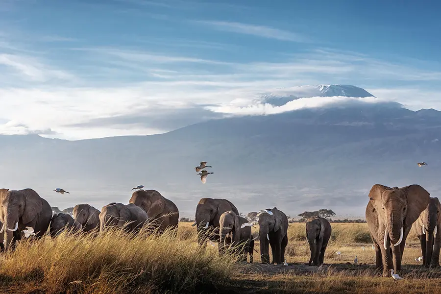 A safari day trip.