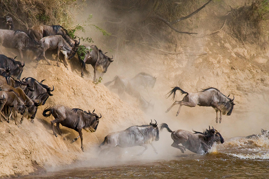Wildebeest Migration crossing with Nimali Mara Camp in Kenya | Go2Africa