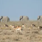 Incredible wildlife sighting.