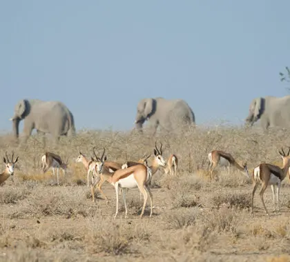 Safarihoek Lodge_Multiple-Species