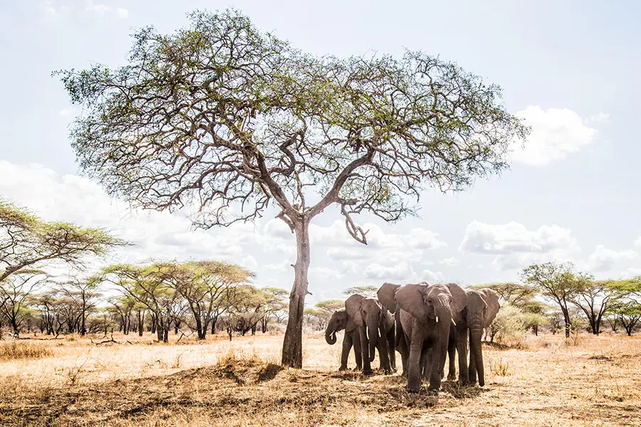 mwiba-lodge-wildlife