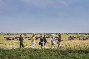 Walking safari with Mwiba Lodge.