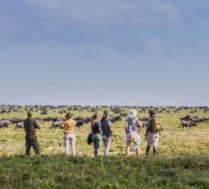 Walking safari with Mwiba Lodge.