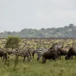 Experience the herds of the Great Migration in season.