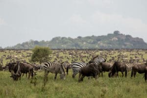 Experience the herds of the Great Migration in season.