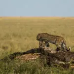 Increíbles avistamientos de fauna salvaje.