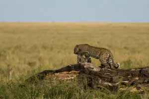 Increíbles avistamientos de fauna salvaje.