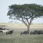 Singita Grumeti game reserve.