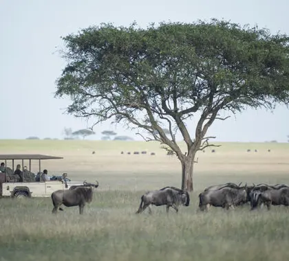 Singita-Grumeti-Game-Drive