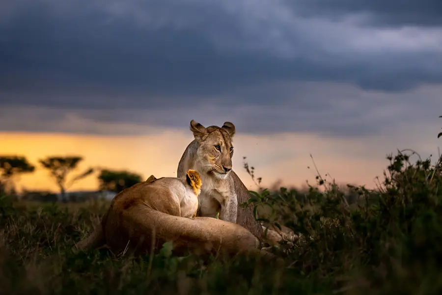 singita-grumeti-wildlife