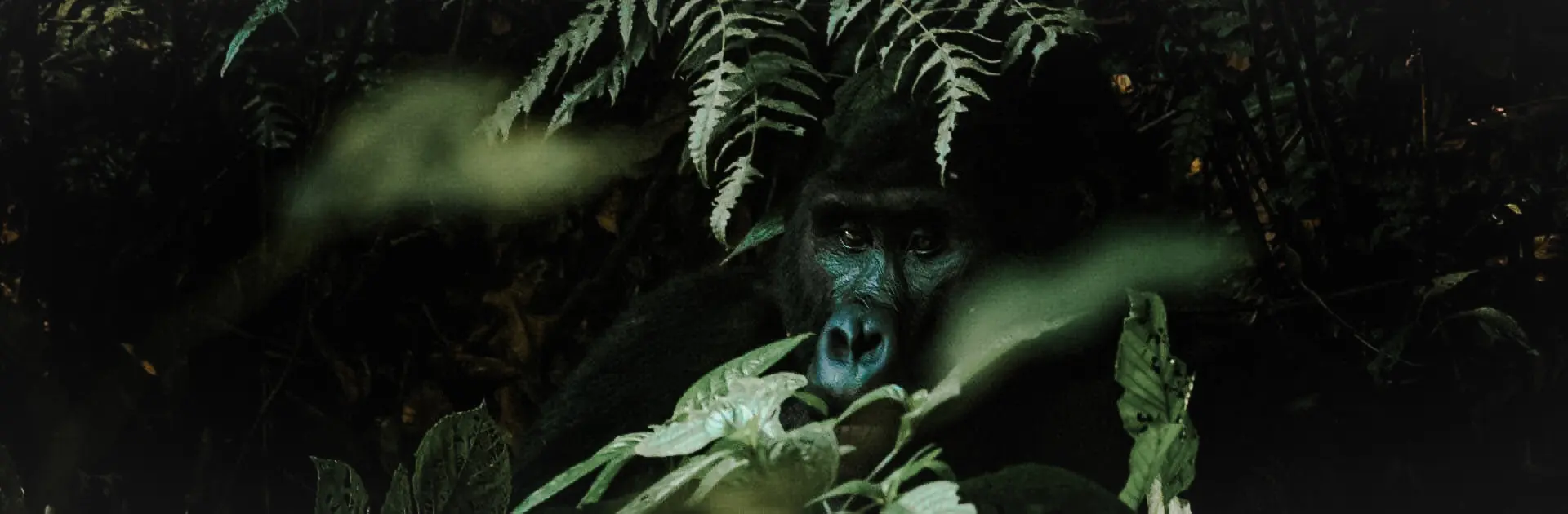A gorilla peers out from behind leaves | Go2Africa