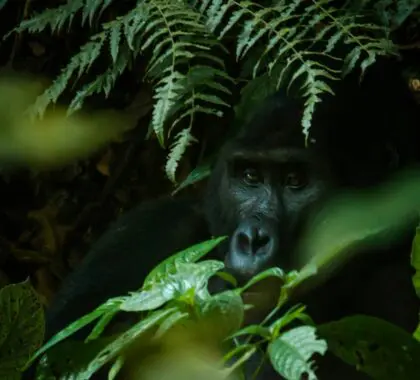 gorilla-bwindi-uganda-unsplash