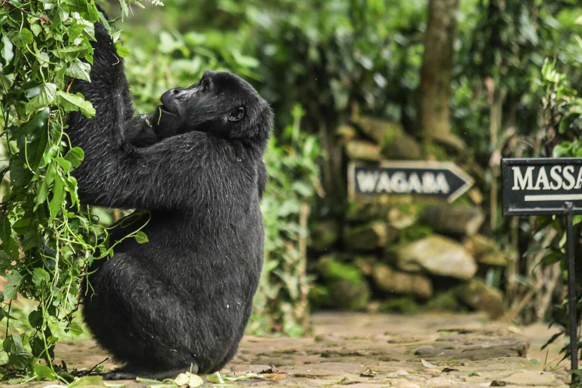 A Ugandan gorilla spotted on a primate tour touching some vegetation on a pathway | Go2Africa