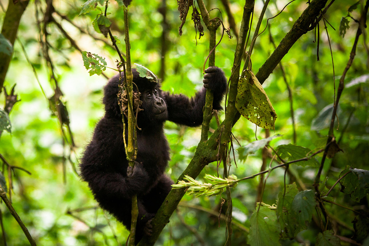 A young primate pictured climbing along branches | Go2Africa