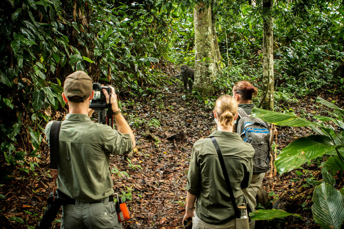 Three people observing a primate in the forest while one takes a picture | Go2Africa
